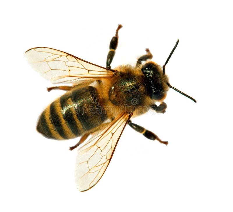 Abelha ou abelha da abelha ou do mel isolada no branco