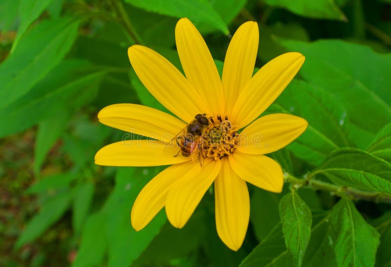 A abelha recolhe o mel em uma flor amarela do tupinambo fotografia de stock A abelha recolhe o mel em uma flor amarela do tupinambo fotografia de stock
