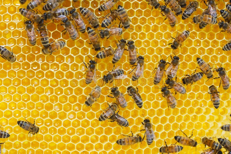 Working bees on honey cells. Working bees on honey cells