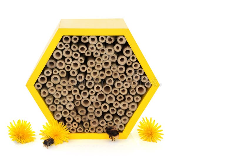 Abelhas com Flores e Abelhas de Dandelion fotografia de stock