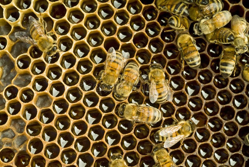 A group of Bees inside a beehive. A group of Bees inside a beehive