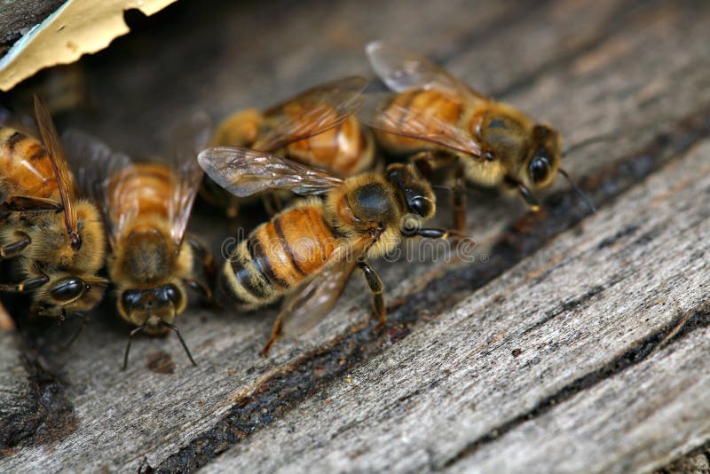 Honey Bees coming and going from a man made beehive. Honey Bees coming and going from a man made beehive.