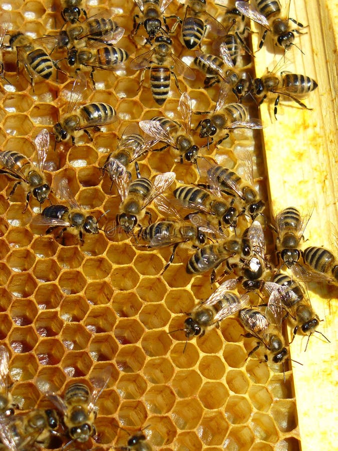 Closeup picture of honey bees apis rodopika. Closeup picture of honey bees apis rodopika