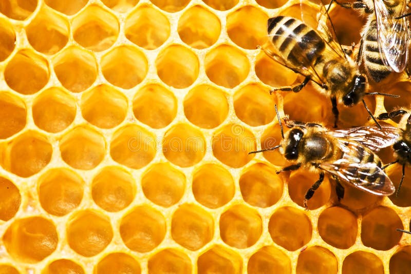 Close up view of the working bees on honeycells. Close up view of the working bees on honeycells.