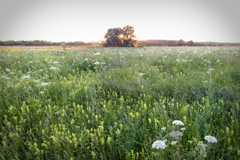 Abend des Sonnenglanzes durch Zweigen des einsamen Baum auf Wiese stockbilder