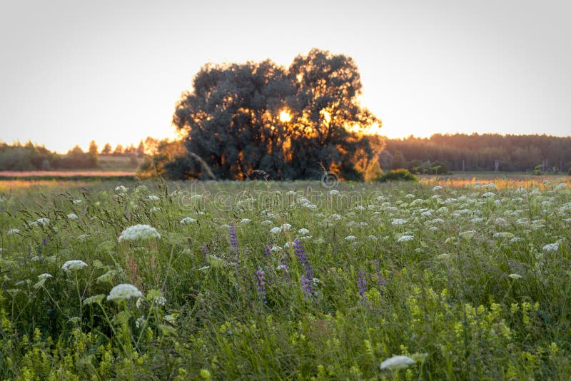 Abend des Sonnenglanzes durch Zweigen des einsamen Baum auf Wiese stockbilder