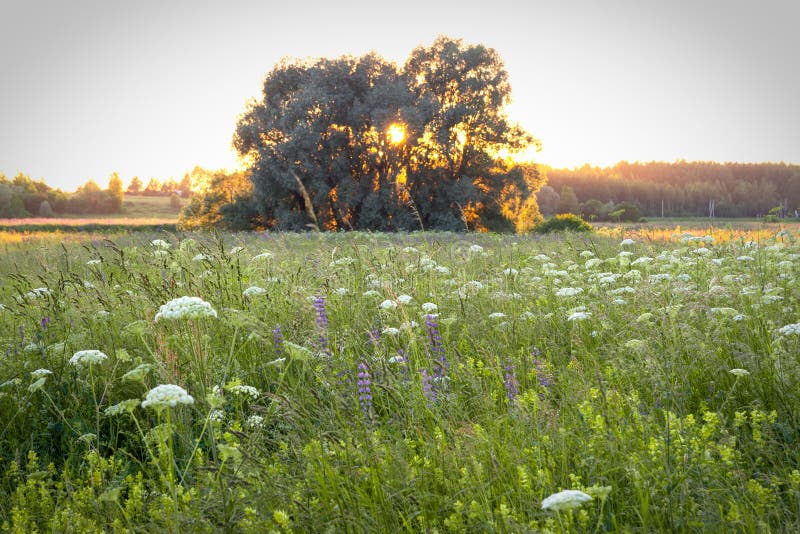 Abend des Sonnenglanzes durch Zweigen des einsamen Baum auf Wiese stockbild