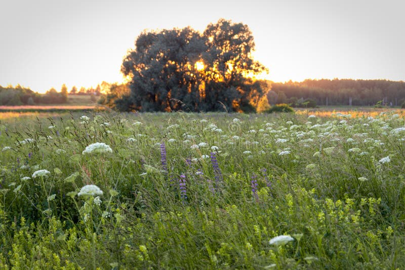 Abend des Sonnenglanzes durch Zweigen des einsamen Baum auf Wiese stockfotos