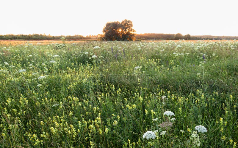 Abend des Sonnenglanzes durch Zweigen des einsamen Baum auf Wiese lizenzfreies stockbild