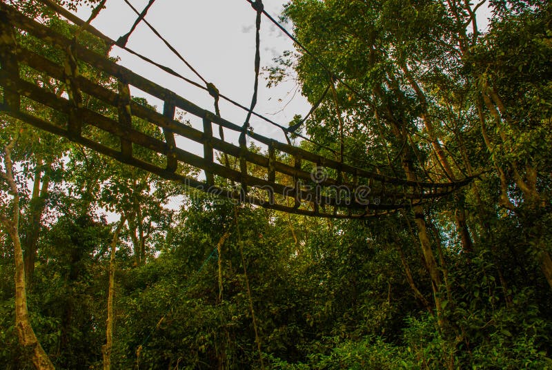 Abendlandschaft von Wäldern und von Masche Kinabatangan-Fluss, Regenwald von Borneo-Insel, Sabah Malaysia stockfotos Abendlandschaft von Wäldern und von Masche Kinabatangan-Fluss, Regenwald von Borneo-Insel, Sabah Malaysia stockfotos