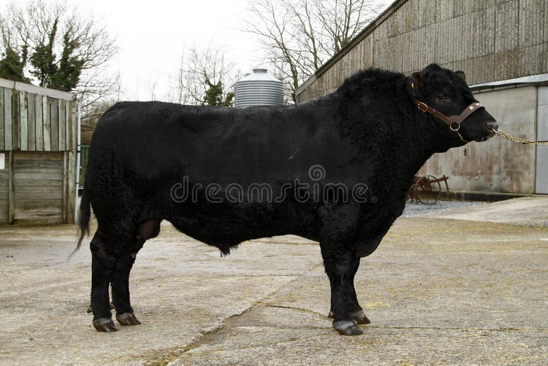 Aberdeen Angus Bull II