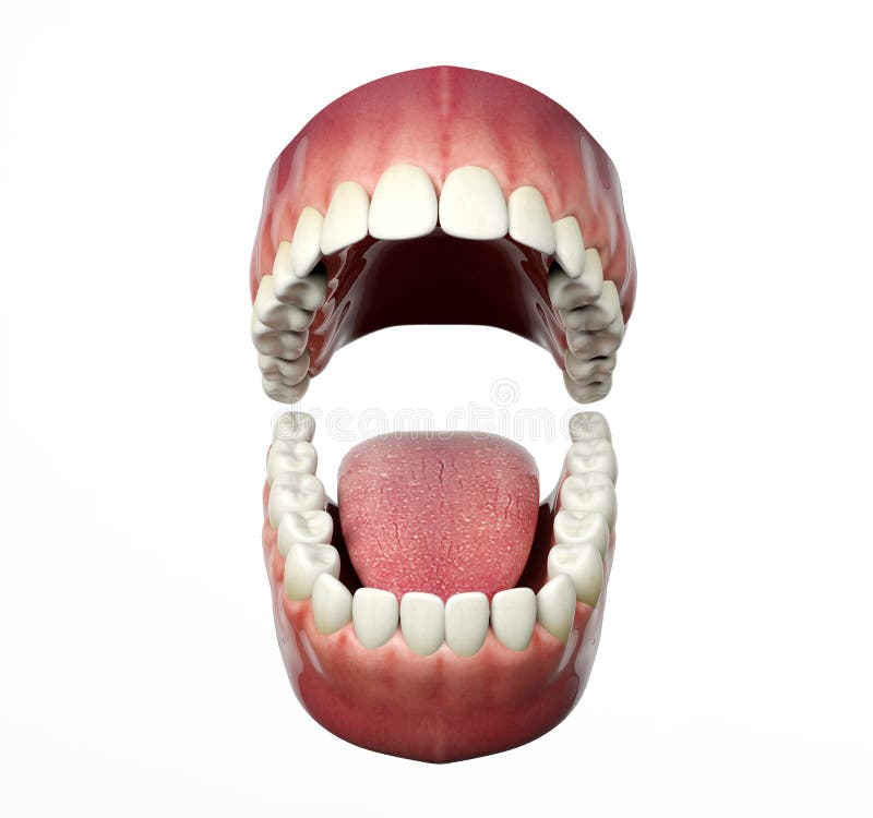 Abertura humana dos dentes isolada no fundo branco ilustração royalty free Abertura humana dos dentes isolada no fundo branco ilustração royalty free