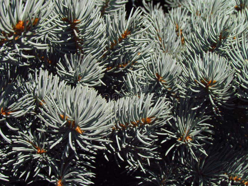 Abete rosso blu, anche nominato abete rosso bianco, abete rosso di colorado o abete rosso blu di Colorado, primo piano dei rami c immagini stock Abete rosso blu, anche nominato abete rosso bianco, abete rosso di colorado o abete rosso blu di Colorado, primo piano dei rami c immagini stock