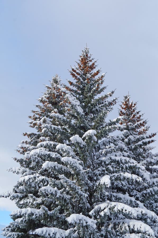 Abete rosso blu con i coni sui rami superiori coperti di neve fotografia stock libera da diritti Abete rosso blu con i coni sui rami superiori coperti di neve fotografia stock libera da diritti