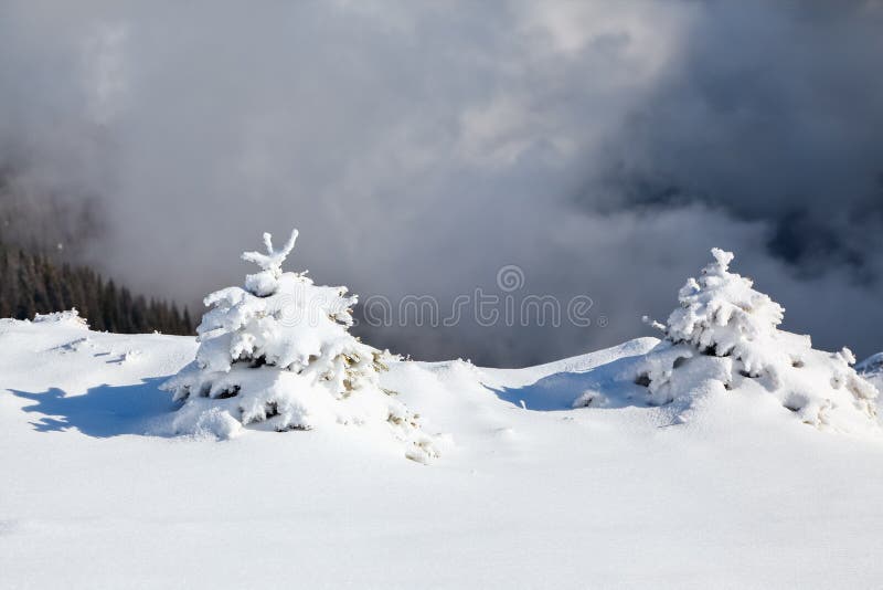 Abeto macios pequenos cobertos com a neve webby As árvores Spruce estão no prado varrido neve da montanha imagem de stock Abeto macios pequenos cobertos com a neve webby As árvores Spruce estão no prado varrido neve da montanha imagem de stock