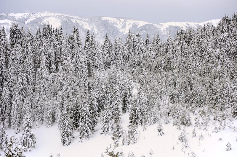 Abeto na neve foto de stock royalty free Abeto na neve foto de stock royalty free