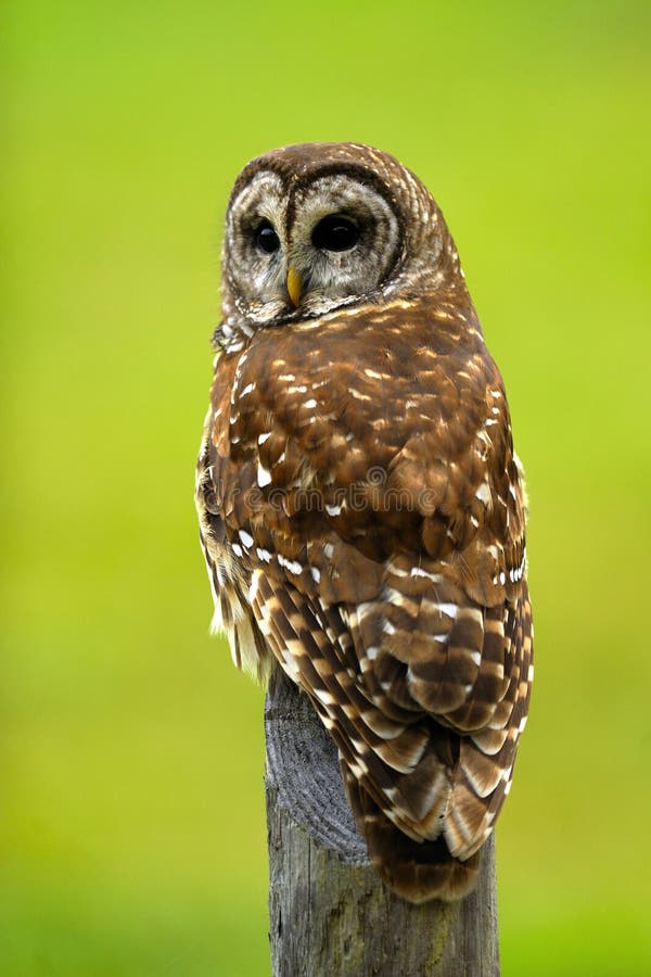 Large barred Owl on fence post. Large barred Owl on fence post