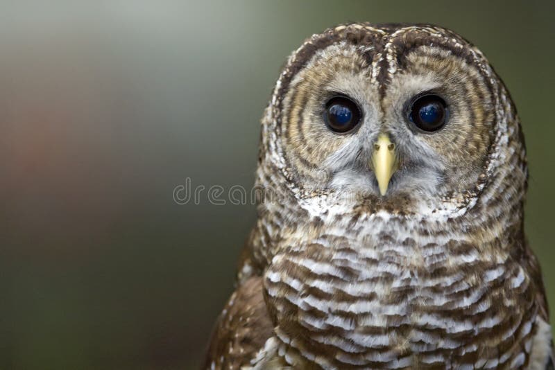 Abgehaltene Eule lizenzfreie stockfotografie Abgehaltene Eule lizenzfreie stockfotografie