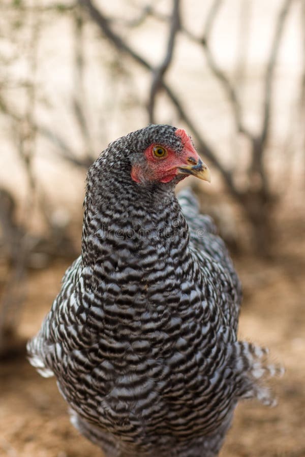 Abgehaltenes Felsenhünchen stockfotos Abgehaltenes Felsenhünchen stockfotos
