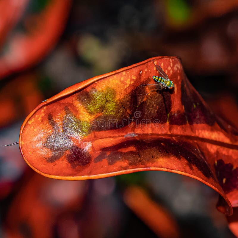 Abgelegene kleine longlegged Fliege lizenzfreies stockfoto