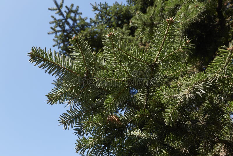 Abies alba tree stock image. Image of needle, fresh - 242089091