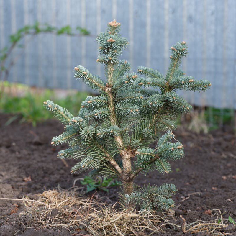 An Abies Lasiocarpa Compacta Stock Photo Image of plant, agriculture