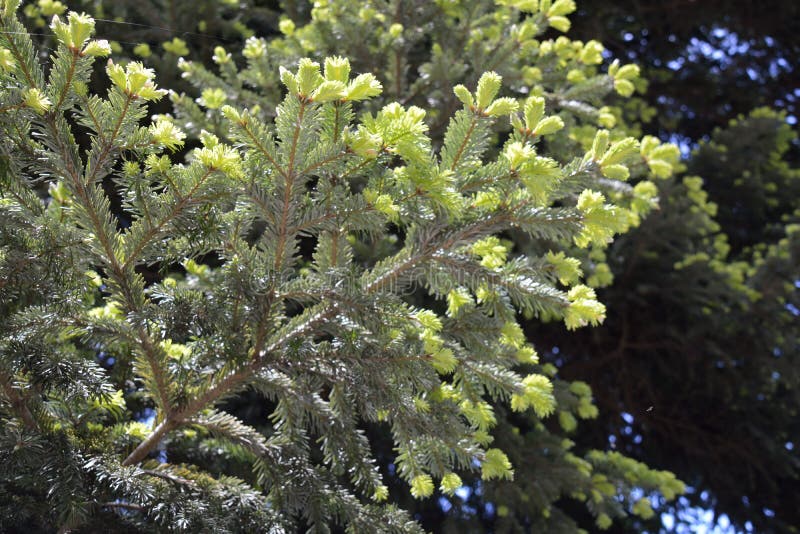 203 Abies Nordmanniana Stock Photos - Free & Royalty-Free 203 Abies Nordmanniana Stock Photos - Free & Royalty-Free