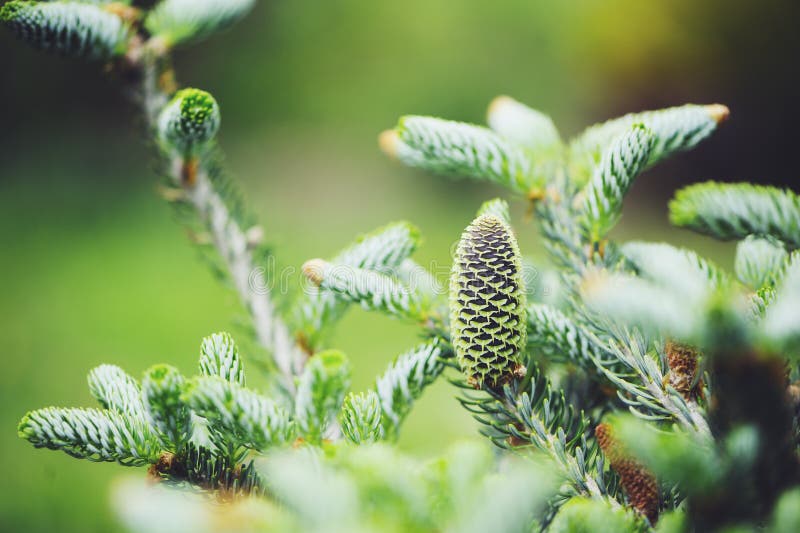Abies o fim de Silberlocke do koreana acima com cone, cultivar novo do anão do abeto coreano fotos de stock royalty free Abies o fim de Silberlocke do koreana acima com cone, cultivar novo do anão do abeto coreano fotos de stock royalty free