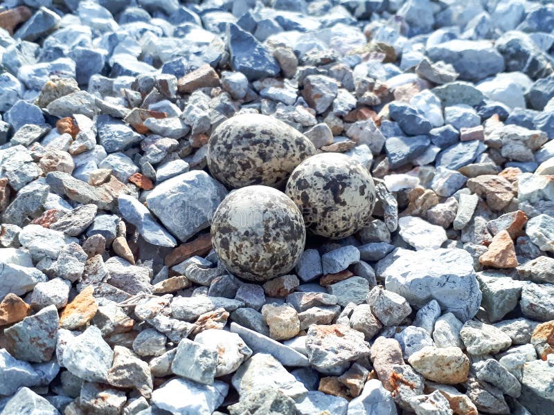 Arock Photos Free Royalty Free Stock Photos From Dreamstime Arock Photos Free Royalty Free Stock Photos From Dreamstime