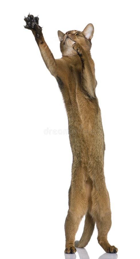 Abyssinian (9 months old) in front of a white background. Abyssinian (9 months old) in front of a white background