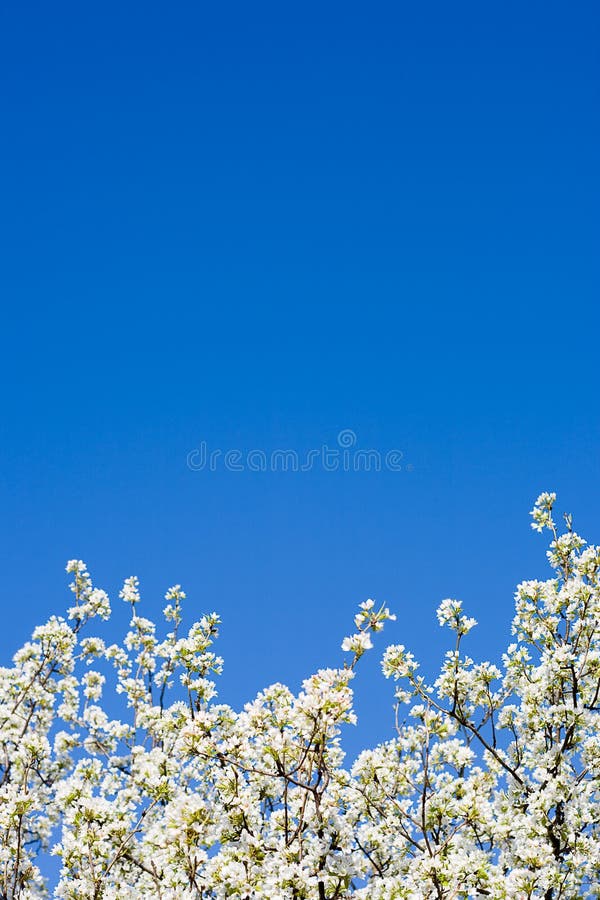 Abloom apple tree over the blue sky