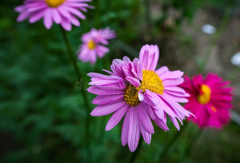 Abnormal flowers