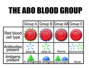 The ABO Blood Group Diagram Stock Illustration Image 19504213