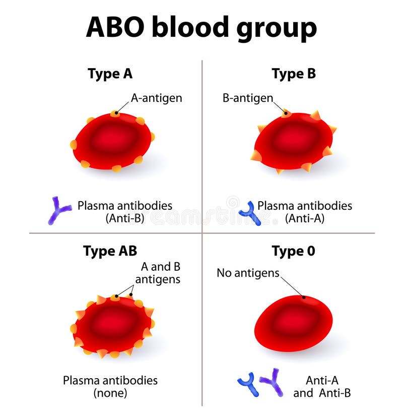 ABO Krwionośne grupy