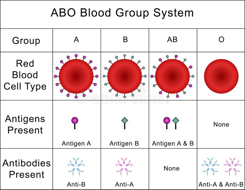 ABO Krwionośnej grupy system