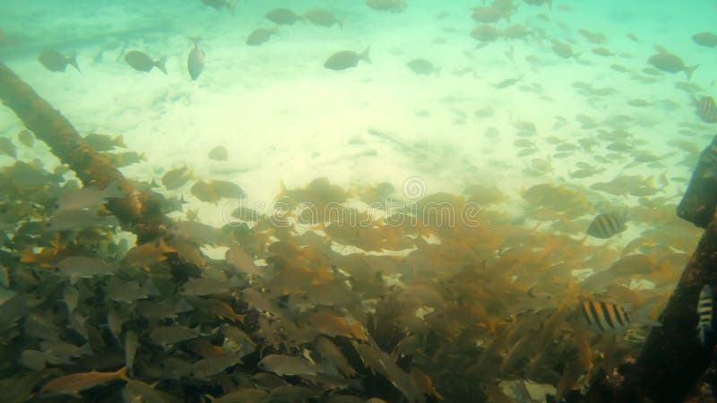 Abondance de poissons de récif autour d'une structure métallique clips vidéos