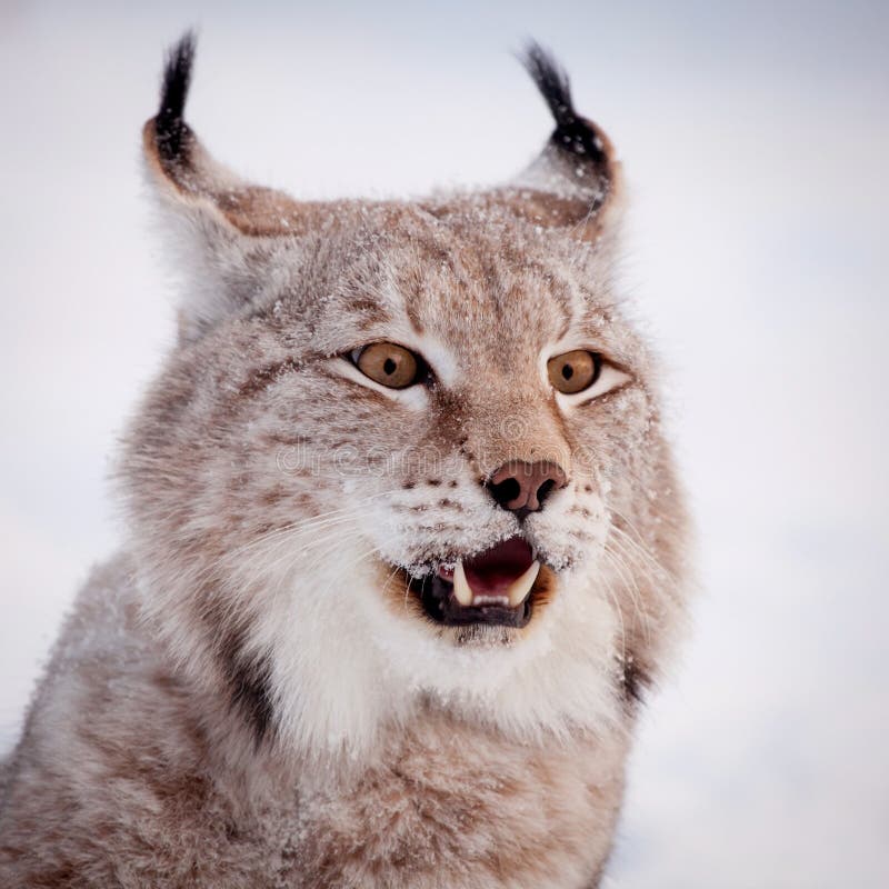 Abordable Eurasian Lynx, portrait in winter field royalty free stock images Abordable Eurasian Lynx, portrait in winter field royalty free stock images