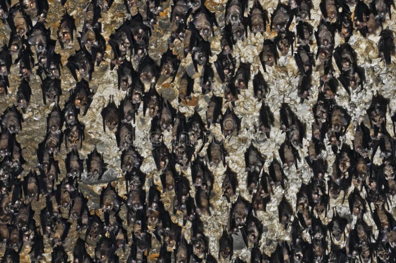 A Colony of the Egyptian Fruit Bats in Cave. Stock Image Biology Diagrams