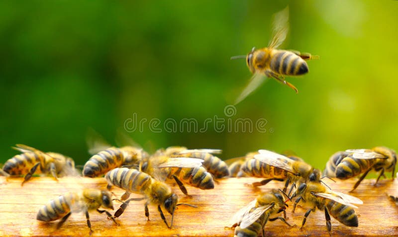 Above an open hive in the evening