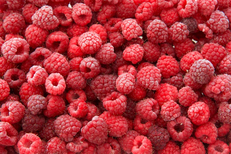 Fresh Frozen Raspberries viewed from above