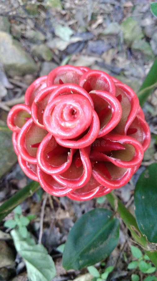 Maraca Flower Stock Photos Free & RoyaltyFree Stock Photos from