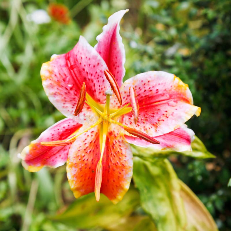 Above View of Pink Bloom Tiger Lily Close Up Stock Photo Image of