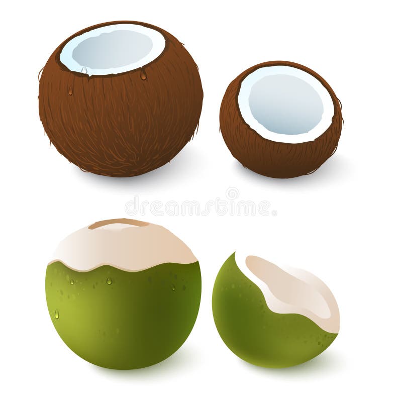 Abra el coco marrón y verde Cualidad exótica de las vacaciones de verano Aislado en blanco Ilustración del vector 3d