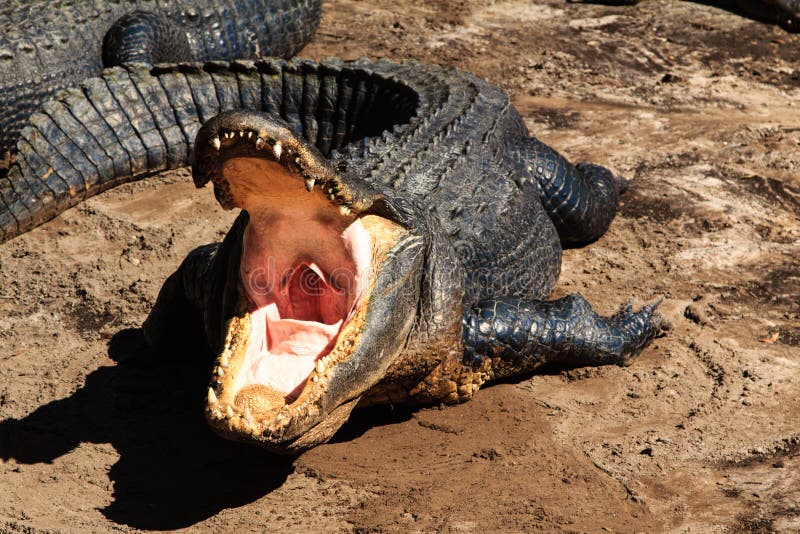 An alligator demonstrating its open mouth. An alligator demonstrating its open mouth