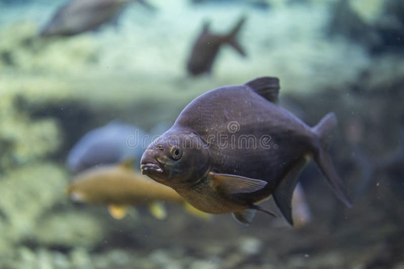 Abramis brama underwater, Bream swimming underwater,