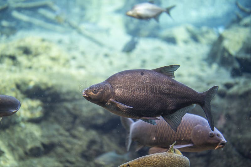 Abramis brama underwater, Bream swimming underwater,