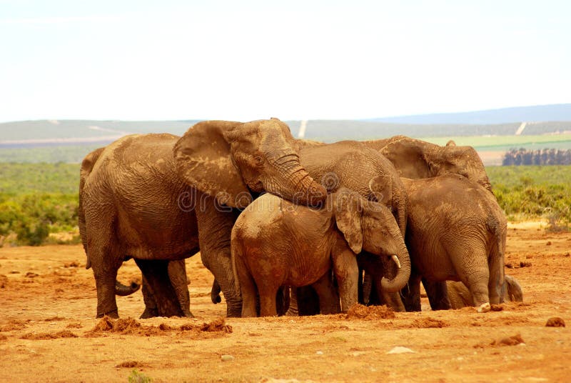 Abrazo del grupo del elefante