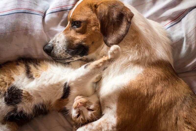 Abrazo del perro y del gato en cama imágenes de archivo libres de regalías Abrazo del perro y del gato en cama imágenes de archivo libres de regalías