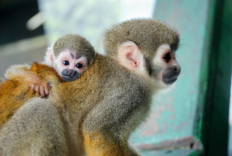 Pequeno macaco bebé abraça a tua mãe imagem de stock