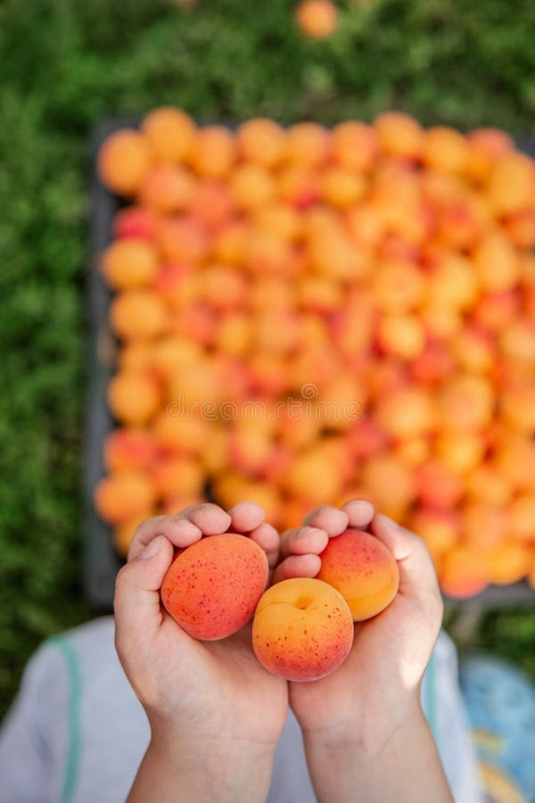 Abricot orange dans les mains d'un enfant Une pleine boîte d'abricot mûr Moisson du fruit organique dans le jardin photo libre de droits Abricot orange dans les mains d'un enfant Une pleine boîte d'abricot mûr Moisson du fruit organique dans le jardin photo libre de droits